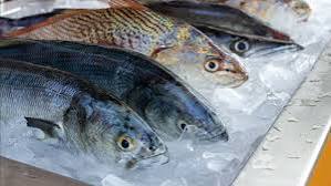 Simak! ini Masa Simpan Ikan Di Kulkas Agar Tetap Segar dan Aman Dikonsumsi