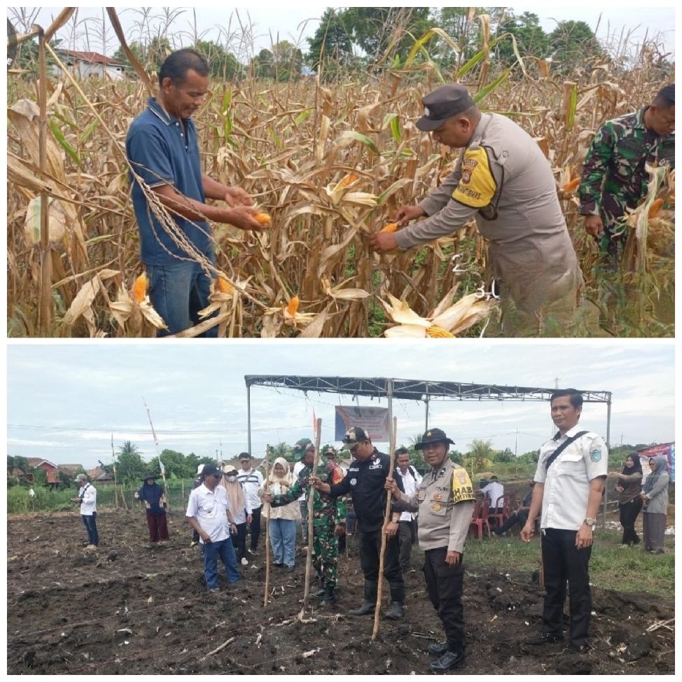 Polsek Pemulutan Panen Jagung, Polsek Tanjung  Batu Tanam Jagung