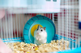 10 Tips Merawat Hamster yang Baik dan Benar