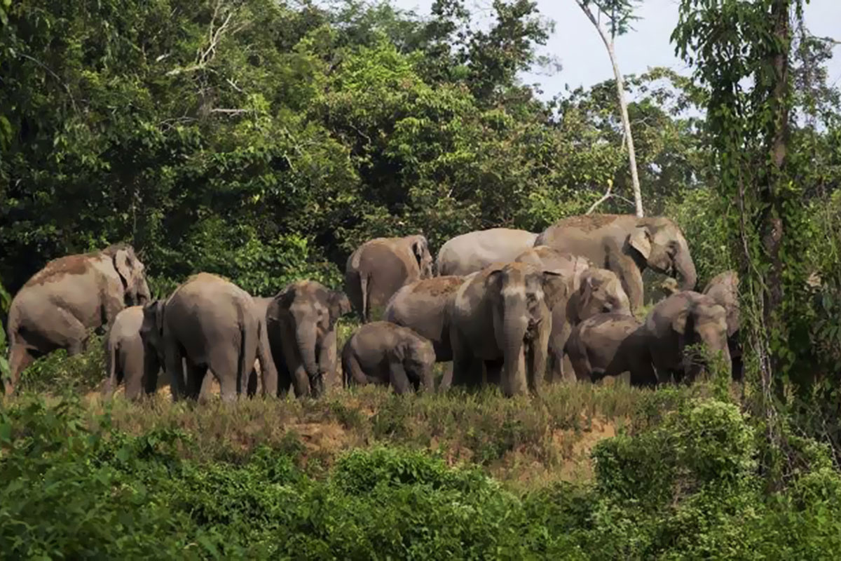 Selamatkan Cucu dari Amukan Gajah, Seorang Kakek Tewas Terinjak 