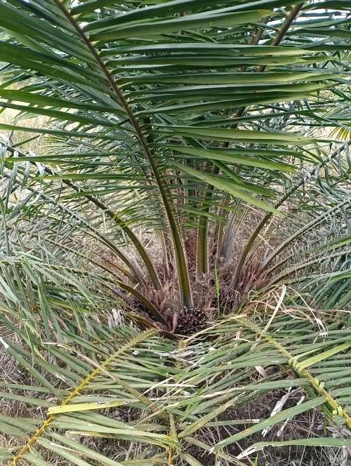 Petani Sawit Menjerit, Jatah Pupuk Subsidi “Menghilang”