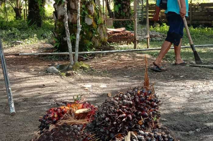 2 Pabrik CPO Berdiri di Muratara, Petani Berharap Harga Sawit Stabil