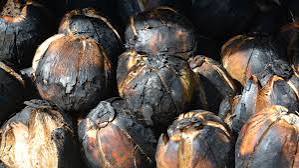 5 Khasiat Kelapa Bakar yang Jarang Diketahui