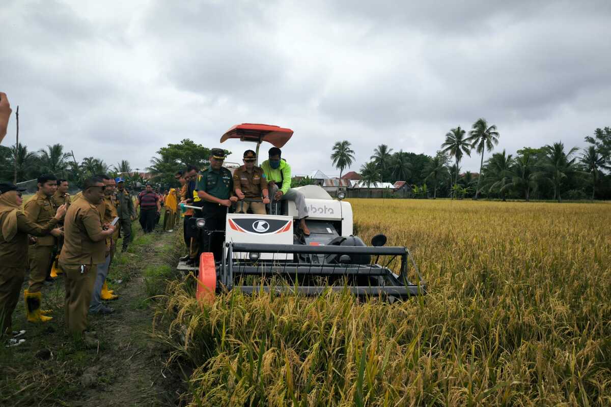 Pabung Kodim 0402 OKI-Ogan Ilir Hadiri Panen Raya di Pemulutan