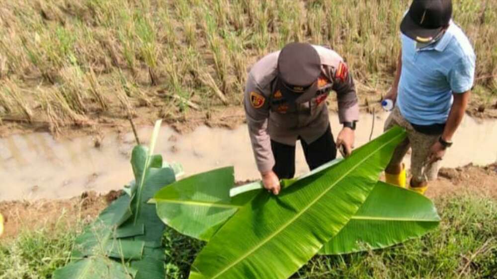 Tak Kunjung Pulang Usai Antar OTD Cari Minum, Febri Ditemukan Tak Bernyawa di Irigasi, Jadi Korban Aksi Begal 