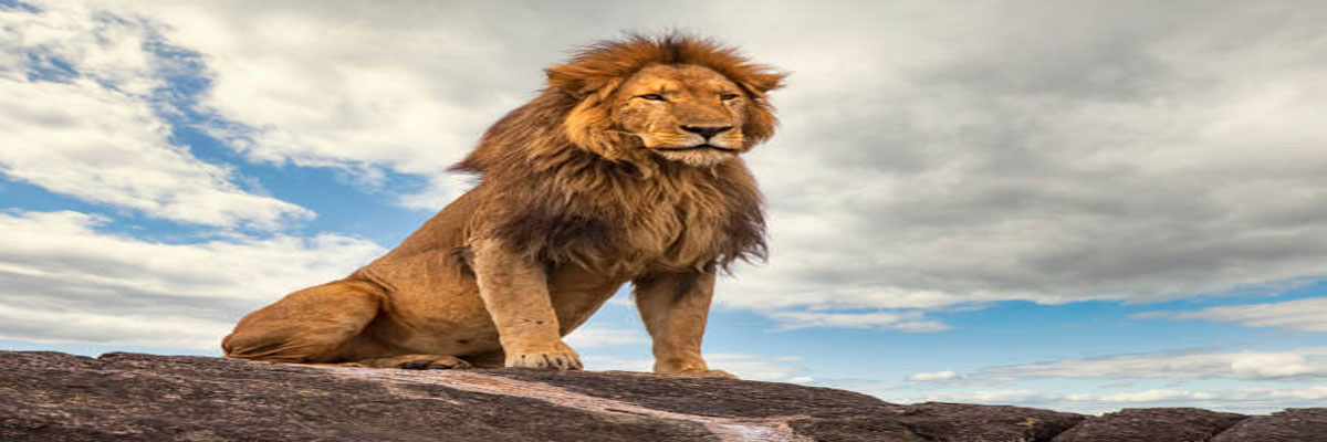 Pengelola Kebun Binatang di India Disidang Karena Memberikan 2 Nama Singa 