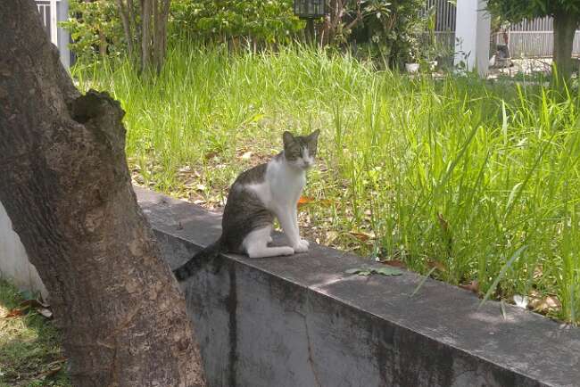 Terduga Peracun Kucing Massal di Malang Terekam CCTV, tapi Tak Ada Bukti Langsung Memberikan Racun 