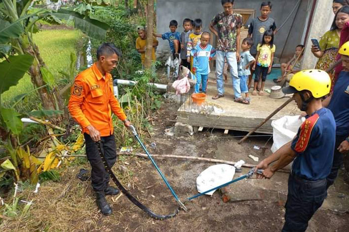 Ular Teror Warga Lubuklinggau, Petugas DPKP2B Turun Tangan