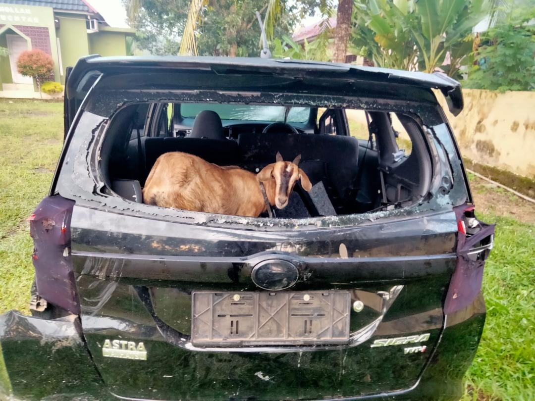 Curi Kambing Betina , Bermodal Mobil Sigra 