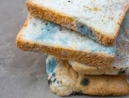 Ini Reaksi Tubuh saat Tak Sengaja Makan Roti Berjamur