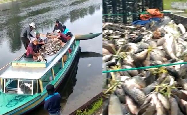 Ribuan Ikan Mabuk Mengambang di Danau Ranau OKU Selatan Membuat Warga Sekitar Mendadak Jadi Pedagang Ikan 
