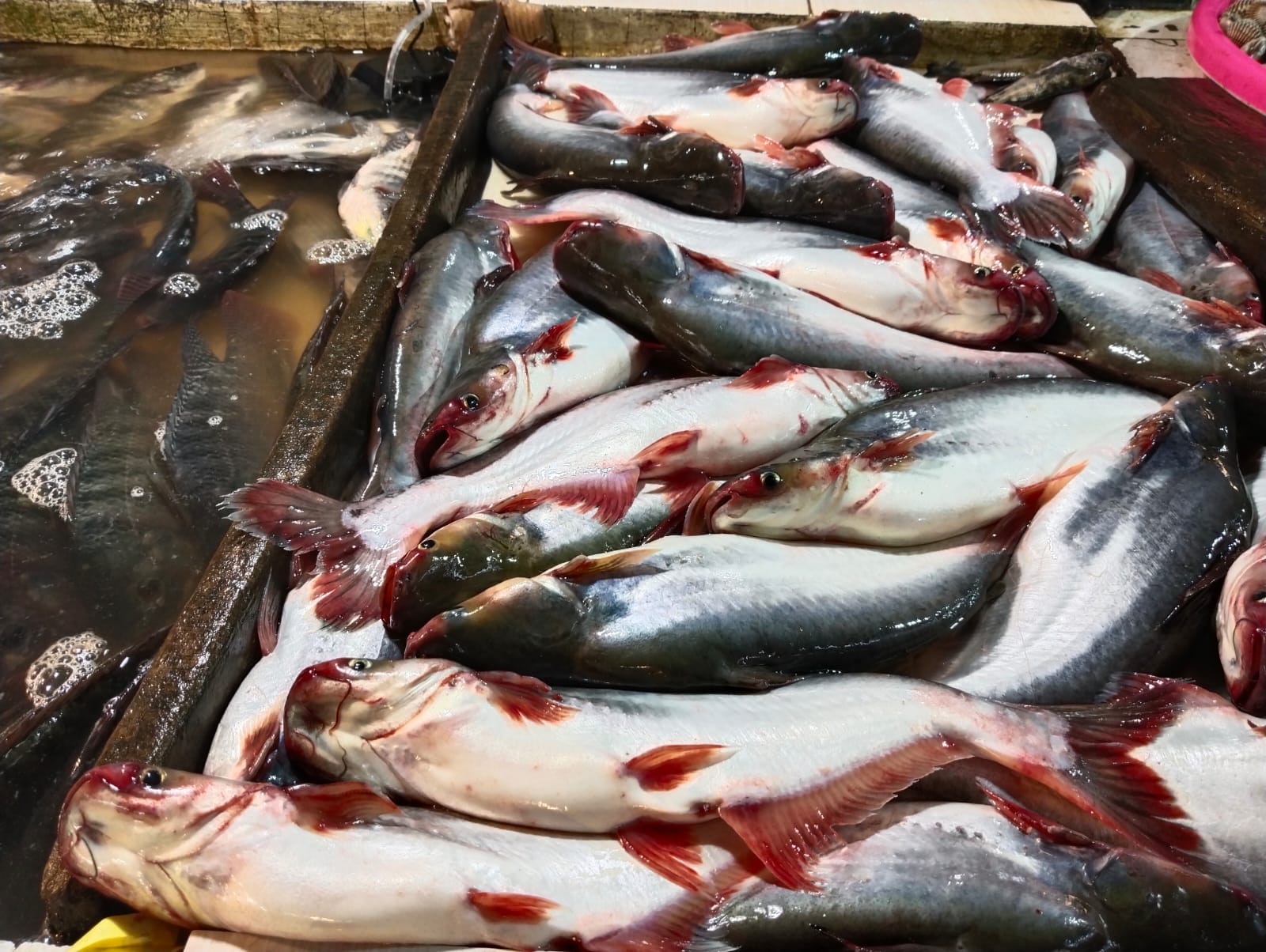 Harga Ikan Patin di Palembang Meroket
