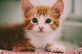 Ternyata Kucing Bisa Merasa Bersalah, Ini Penjelasannya