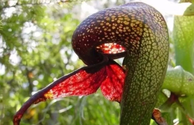 Kenali ini 4 Tanaman Hias Pemakan Serangga yang Unik dan Indah