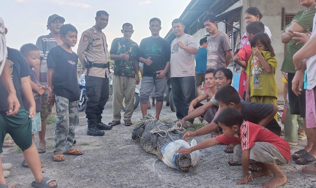 Buaya Nyasar ke Kolam Pabrik Bihun di Banyuasin Ditangkap Warga