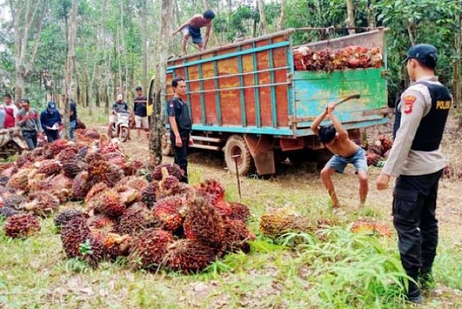 Panen Perdana Petani Plasma Desa Balian Tanpa Ada Gangguan, Tapi Tetap dengan Pengamanan Anggota Polres OKI