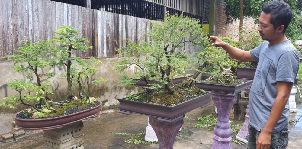 Tips  Merawat Tanaman Bonsai, Ini Caranya ? 