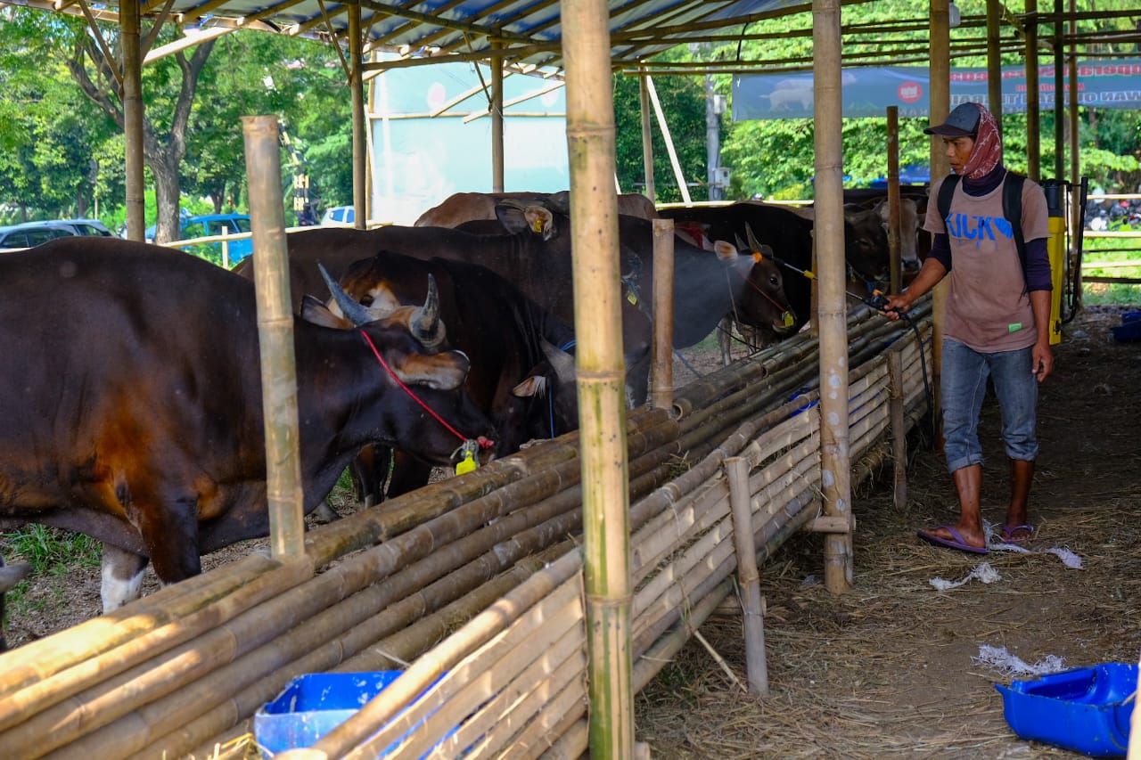 Delapan Ekor Sapi dari PT SAP Siap Dikurbankan untuk Masyarakat