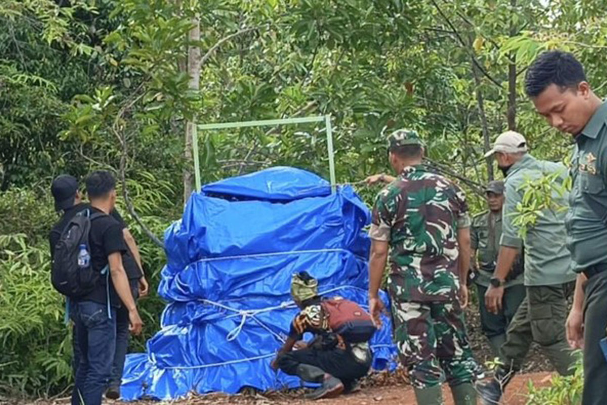 Keganasan Harimau Sumatera di Pesisir Barat Berakhir di Kandang Jerat