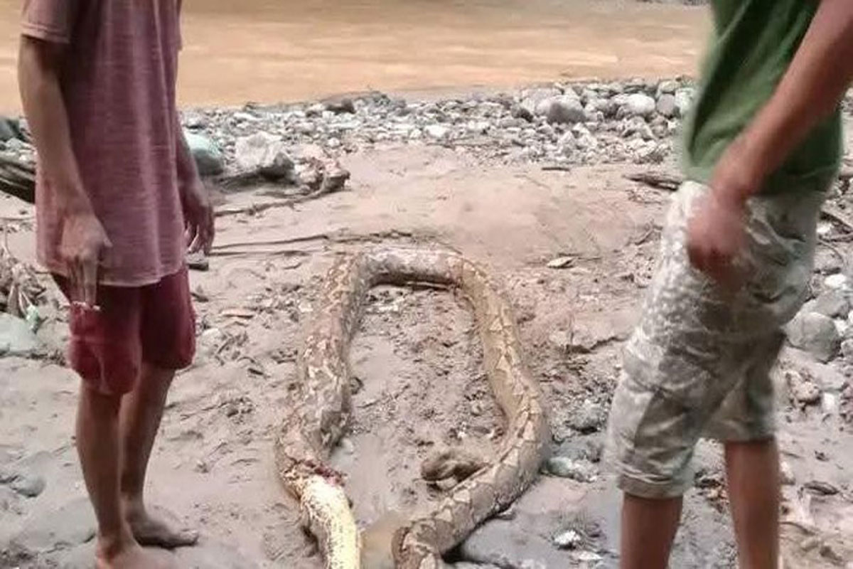 Penambang Emas di Gorontalo Dililit Piton 7 Meter saat Tidur, Bagaimana Nasibnya?