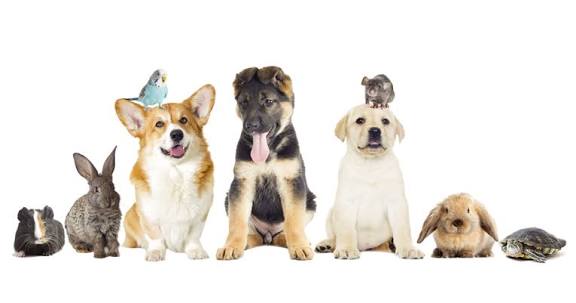 Simak! Inilah 5 Hal Penting yang Perlu di Perhatikan Sebelum Memelihara Hewan Kesayanganmu