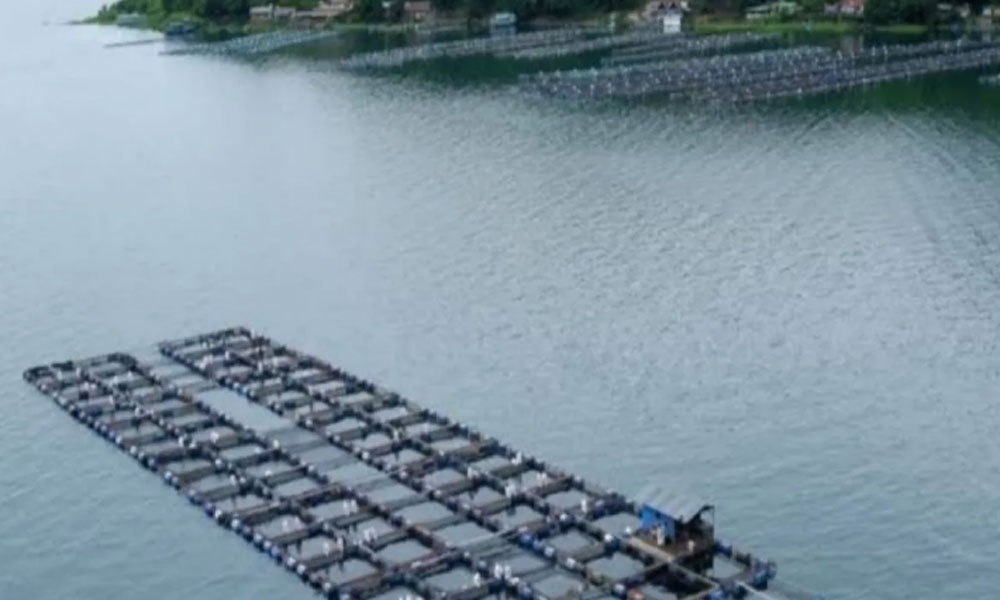 Air Danau Toba Menyusut, Budidaya Ikan KJA Terancam