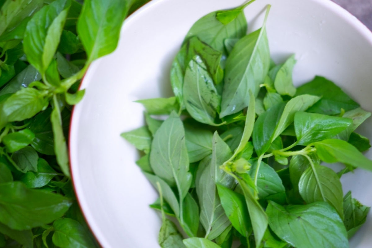 Selain Sebagai Penyedap Masakan, Daun ini Punya Banyak Khasiat untuk Kesehatan