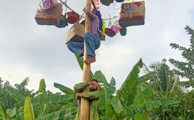 Meriah! Lomba Panjat Pinang Perempuan Buat Warga Tertawa