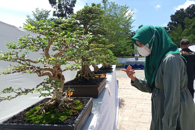 Pohon Bonsai Ratusan Juta Ikut Lomba Sudah Dipajang di Taman Kota Prabujaya Prabumulih, Jumlahnya 700 Pohon