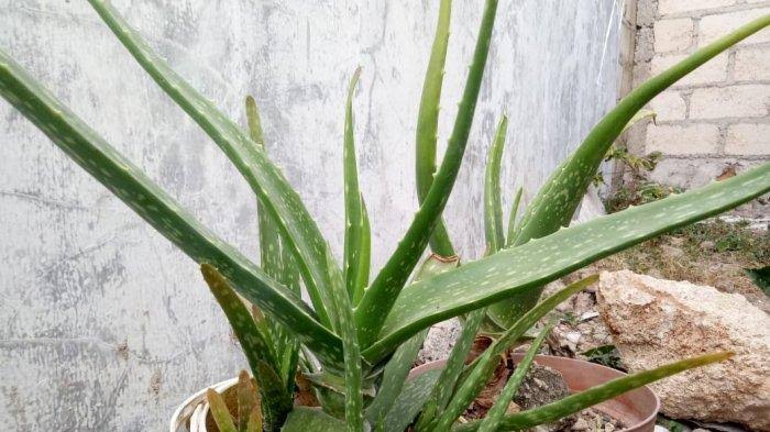 3 Penyebab Tanaman Lidah Buaya Berwarna Coklat