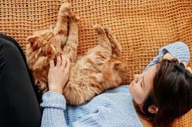 Simak! Ini Alasan Mengapa Kucing Suka Tidur Dekat Pemiliknya