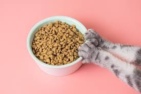 3 Rekomendasi Pakan Kucing Murah Berkualitas dan Kaya Nutrisi 