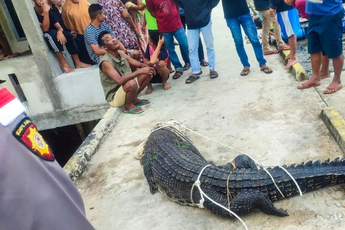 Teror Berakhir, Buaya 4 Meter di Kecamatan Serasan Natuna Berhasil Ditangkap