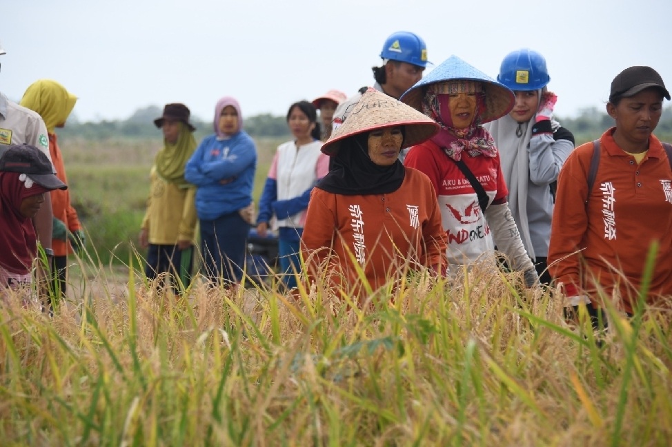 Padi Gogo Menguning, Korem 044/Gapo dan Petani Perkuat Ketahanan Pangan