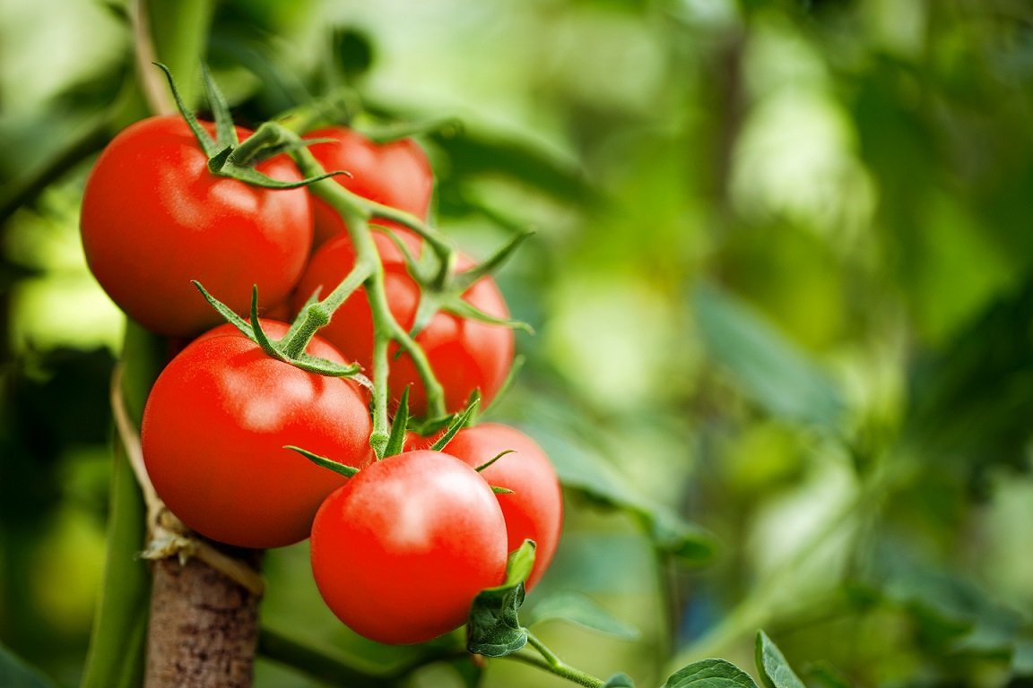 4 Manfaat Tomat Untuk Kesehatan Wajah, Wanita Wajib Baca