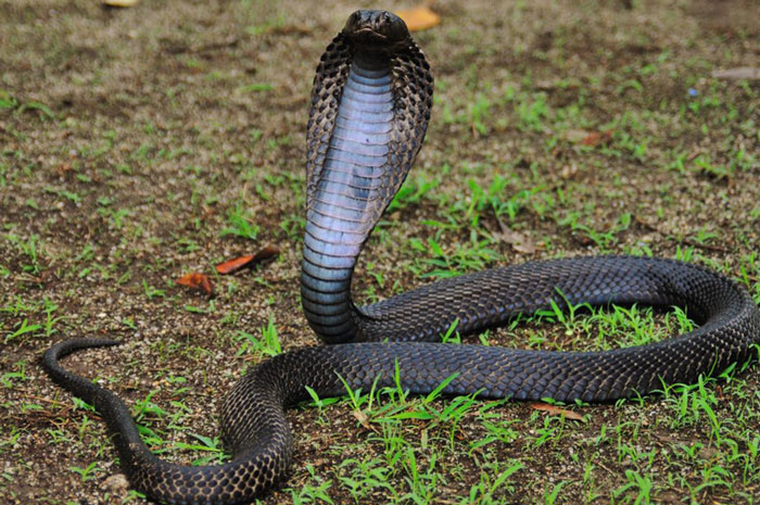 Duel, Bocah 8 Tahun Gigit Kobra Hingga Mati