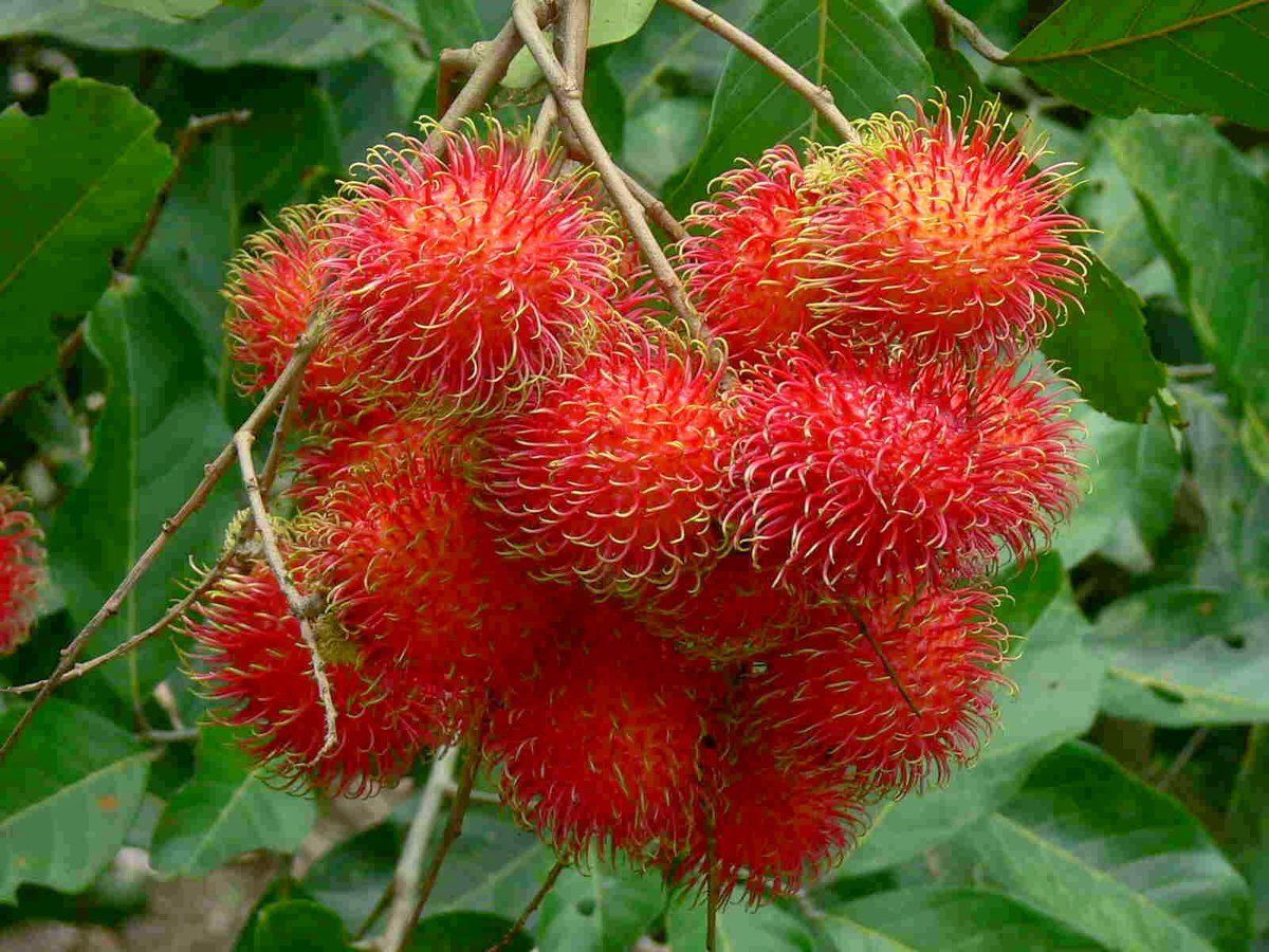 9 Manfaat Buah Rambutan yang Luar Biasa, Wanita Pasti Suka