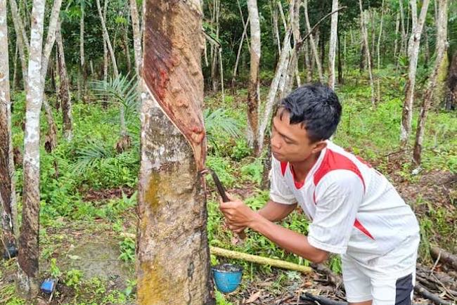 PALI Diguyur Hujan Sepekan Petani Karet Tak Menyadap, Banyak yang Cari Pinjaman Utang Buat Dapur Ngebul   