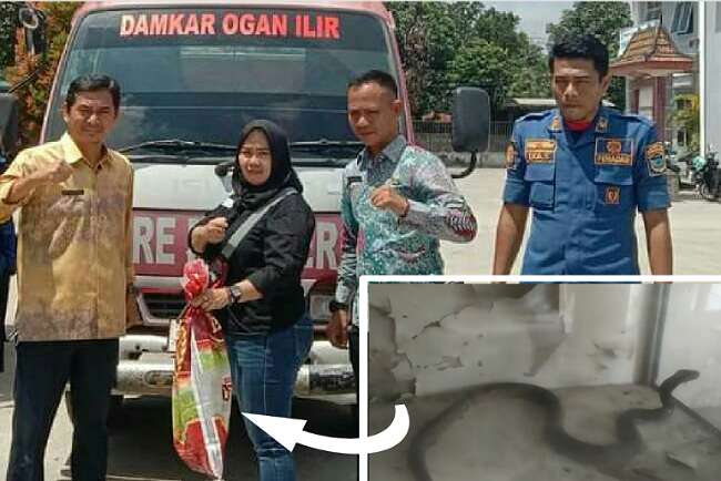 Kobra Masuk Toko Olah Raga, 6 Petugas PBK Ogan Ilir Evakuasi, 30 Menit Ular Masuk Kantong Beras 