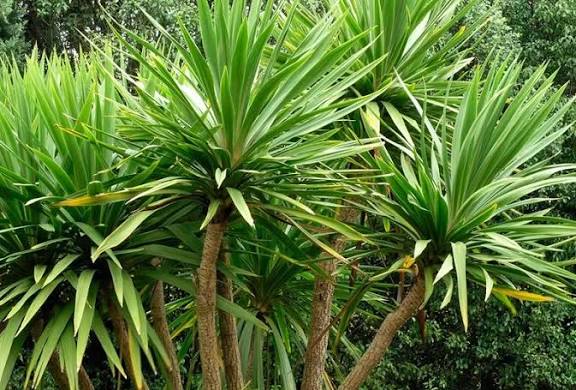 Begini Cara Mudah Memangkas Daun Pandan agar Tumbuh Subur