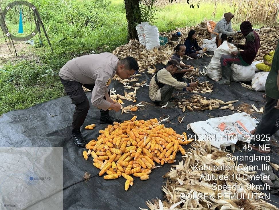 Polsek Pemulutan Gelar Panen Jagung Di Sarang Lang Ogan  Ilir, Bersama Petani