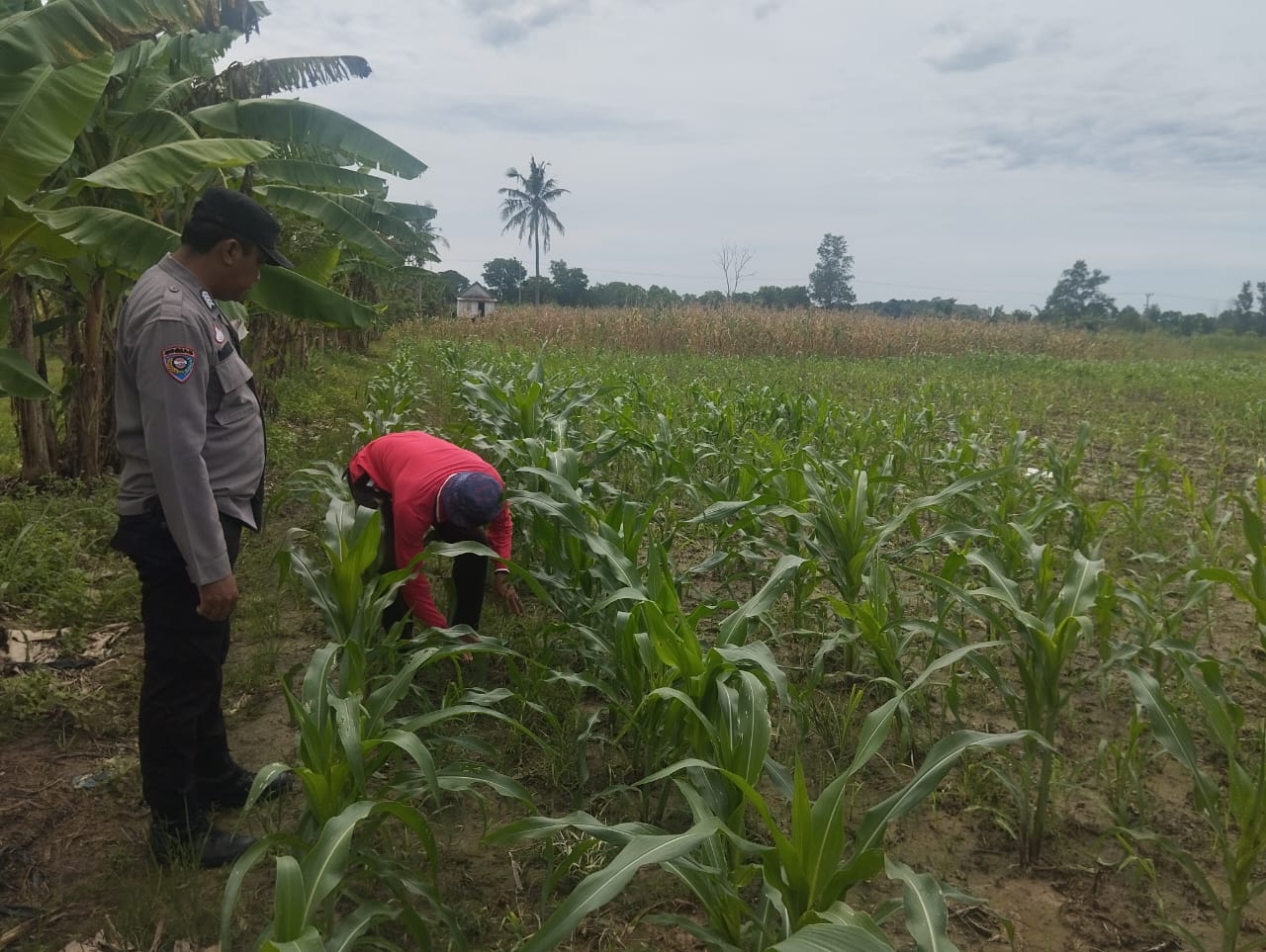 Polsek Pemulutan Cek Perkembangan Tanaman Jagung Pipil Dalam PKP 