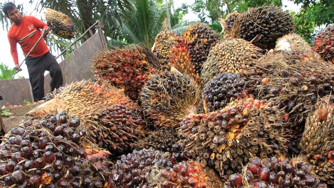 Petani Sawit Makin Tajir. Harga TBS Sentuh Rp 2.600