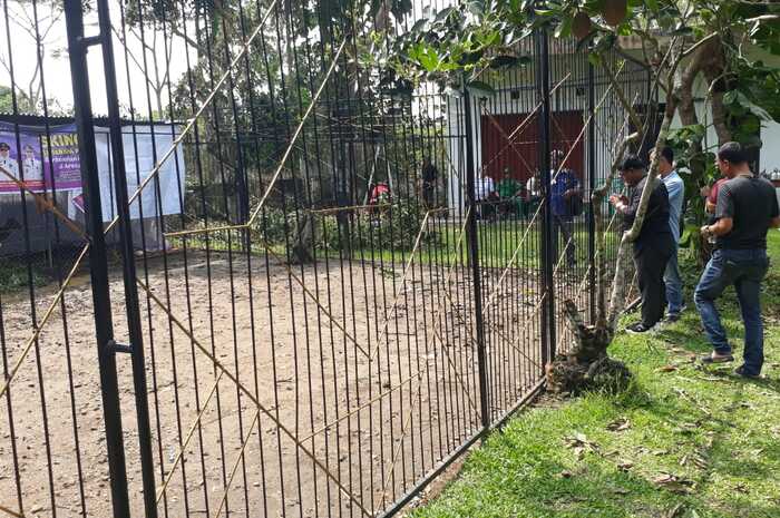 Rusa Peliharaan Bupati Mura Dimangsa Macan Kumbang, Kepala SAD Ingatkan Pemkab 