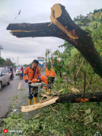 Pohon Tumbang, Lalin Jalintim di Ogan Ilir  Sempat Macet