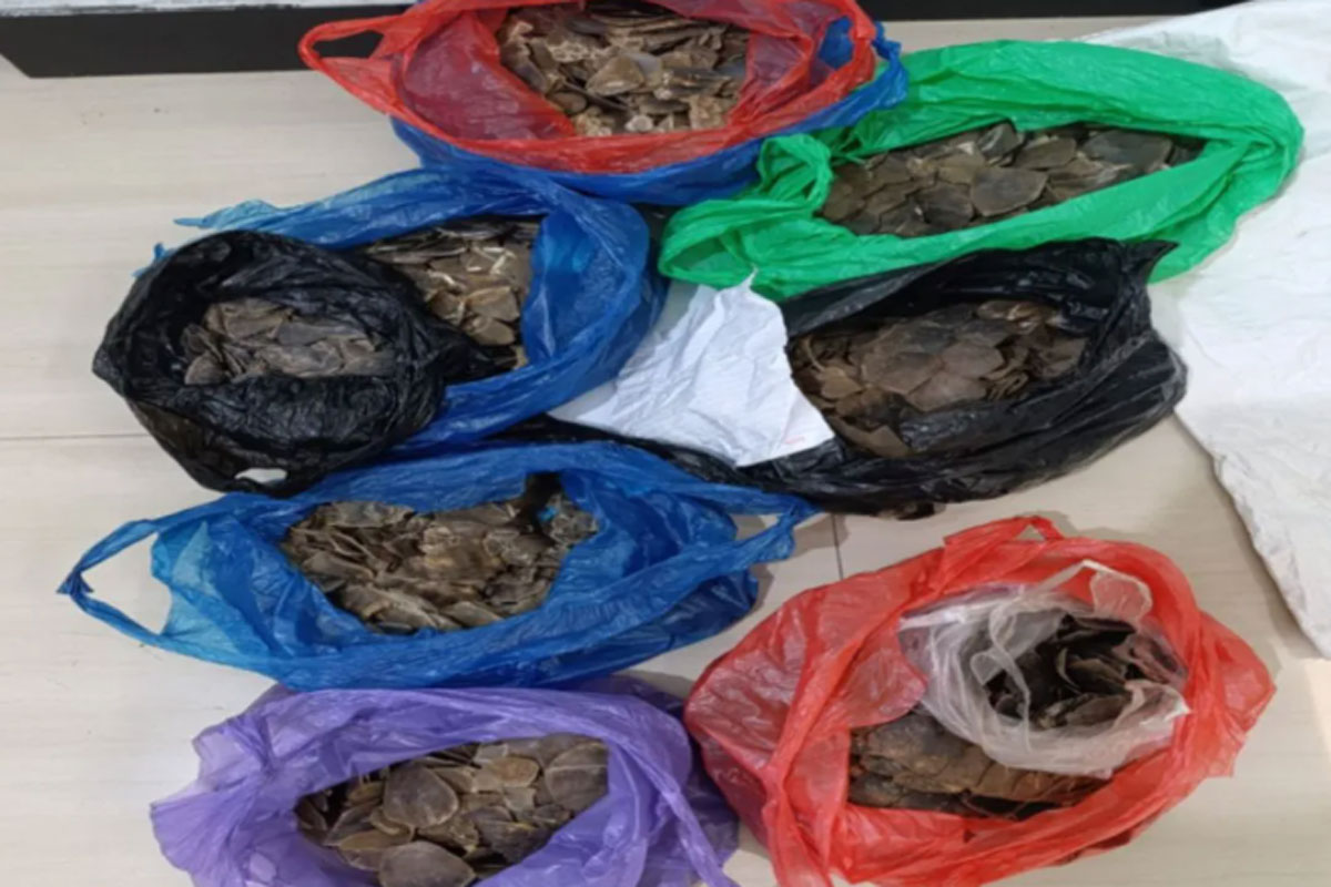 12 kg Sisik Trenggiling Gagal Diperjualbelikan di Kalsel