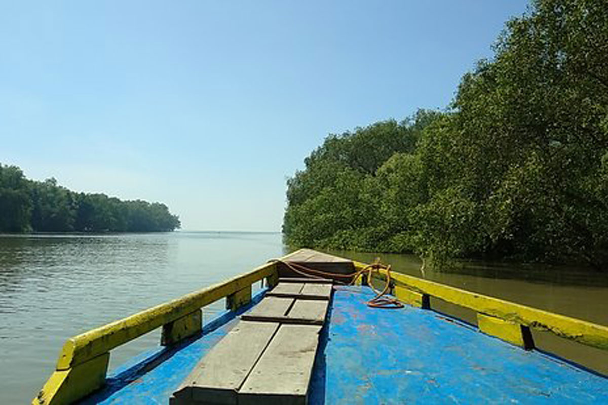 Surabaya Punya 3 Destinasi Wisata Mangrove, ini Lokasinya