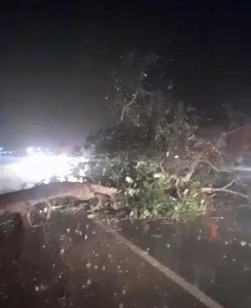 BREAKING NEWS :Pohon Tumbang, Jalur Jalinteng Indralaya-Prabumulih Macet