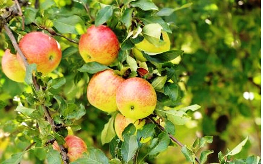 Catat, ini 3 Manfaat Buah Apel untuk Kesehatan