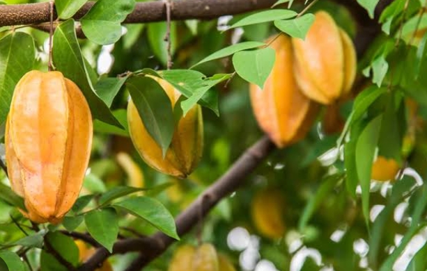 Catat, ini 4 Manfaat Buah Belimbing untuk Kesehatan 